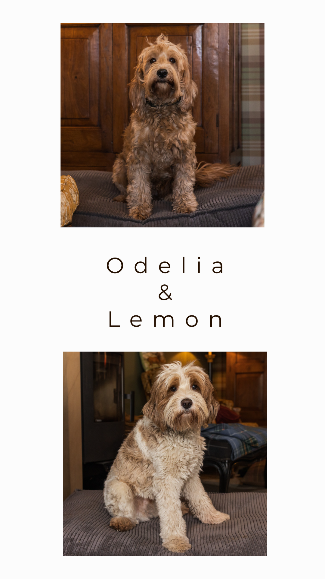 Odilea & Lemon