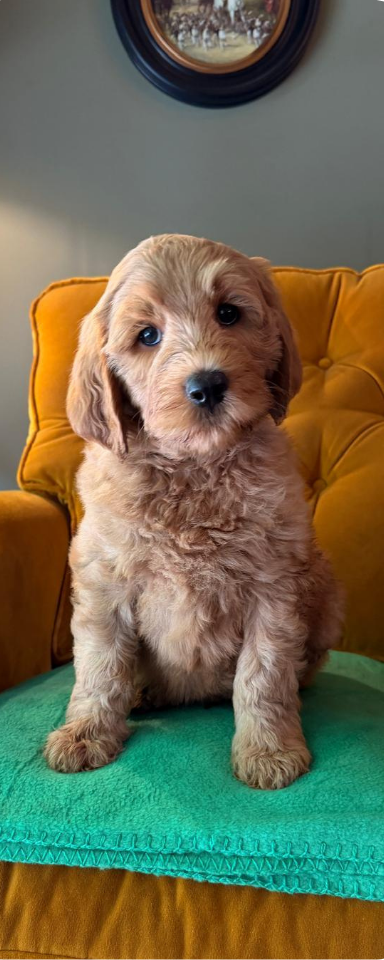 Pup Pagina
